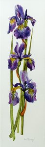 Trois iris avec feuilles - Joan Thewsey