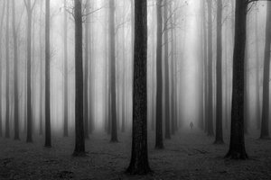 La mystérieuse forêt brumeuse