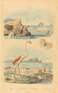Flamants roses et coquillages - Joh. Baptist Pfitzer after Acavie Baron