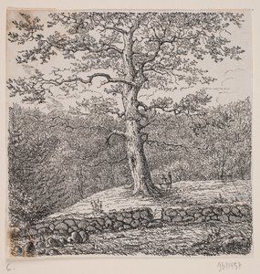 Le chêne de Niels Ebbesen à Nørreris - Johan Aagaard