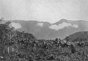 Bananal Cubatao, Bananes, Cubato - Johan Albert Constantin Lofgren