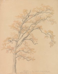 Chênes aux feuilles d