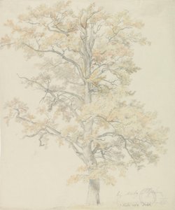 Chênes aux feuilles d