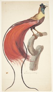 Oiseau exotique