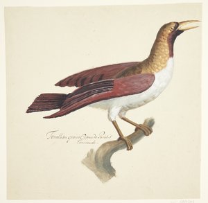 Oiseau