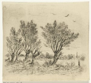 Rangée de saules
