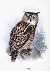 Hibou grand-duc - Johan Gerard Keulemans