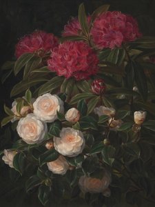 Camélias et rhododendrons, par Johan Laurentz Jensen