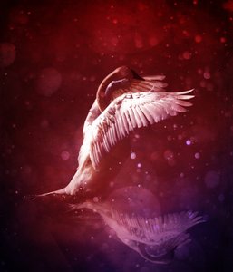 Royaume des oiseaux 7 (lignée)