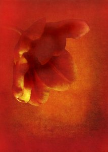Fleur en rouge, 2016