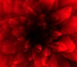 Fleur ombre rouge, 2016 - Johan Lilja