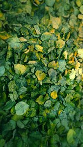 Feuille
