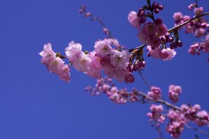 Lilas - Johan Lilja