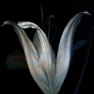 Lys 3 - Johan Lilja