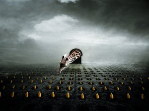 Voleur de tulipes 2 - Johan Lilja