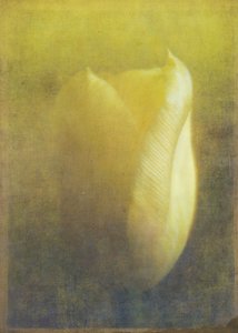 Tulipe, 2015 - Johan Lilja