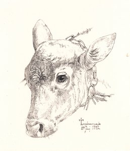 Danois : une tête de veau