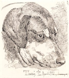 Danois : Tête de chien, Terry