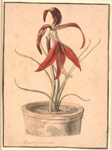 Amaryllis en fleur