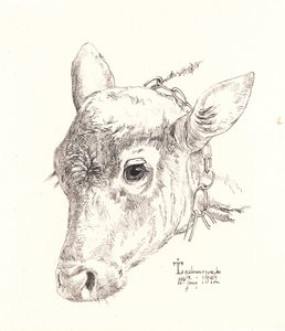 Une tête de veau - Johan Thomas Lundbye