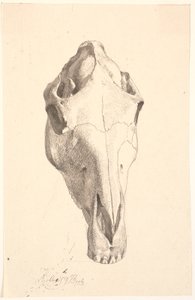 Crâne de cerf