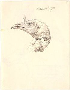 Tête d
