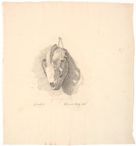 Crâne de chien - Johan Thomas Lundbye