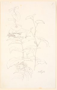 Études de plantes, y compris des liserons - Johan Thomas Lundbye