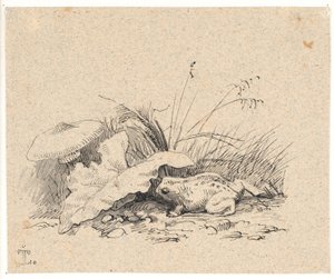 Crapaud