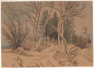 Routes enneigées entre sapins et arbres nus