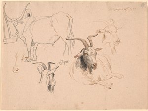Étude de bœuf et deux études de têtes de chèvre ainsi qu