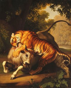 Un tigre attaquant un taureau, 1785 - Johan Wenzel Peter