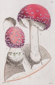 Amanita muscaria, 1804-1811 - Johan Wilhelm Palmstruch