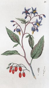 Douce-amère Solanum dulcamara