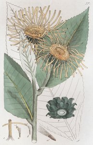 Inule aunée Inula helenium, 1804-1811 - Johan Wilhelm Palmstruch