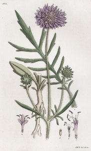 Knautie des champs Knautia arvensis