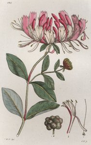 Chèvrefeuille Lonicera periclymenum - Johan Wilhelm Palmstruch