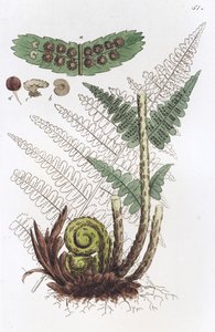 Fougère mâle Dryopteris filix-mas - Johan Wilhelm Palmstruch