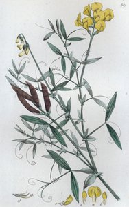 Gesse des prés Lathyrus pratensis, 1804-1811 - Johan Wilhelm Palmstruch