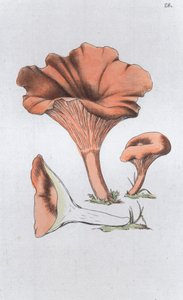 Merulius cantharellus - Johan Wilhelm Palmstruch