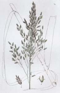 Roseau doux Poa aquatica, 1804-1811 - Johan Wilhelm Palmstruch