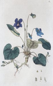 Violette odorante Viola odorata, 1804-1811 - Johan Wilhelm Palmstruch