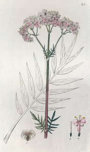 Valériane Valeriana officinalis - Johan Wilhelm Palmstruch