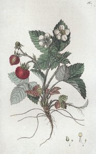 Fraise des bois Fragaria vesca - Johan Wilhelm Palmstruch