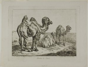 Dromadaire et chameau