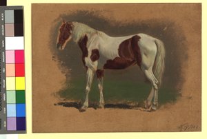 Pferdestudie - Johann Adam Klein