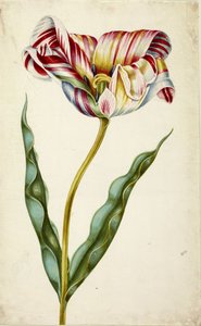 Tulipe