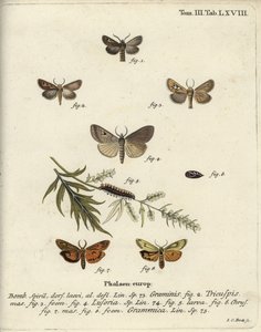 Papillon antler, Lygephila lusoria et footman plumeux - Johann Carl Bock