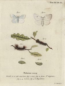 Black V moth, Arctornis l-nigrum - Johann Carl Bock