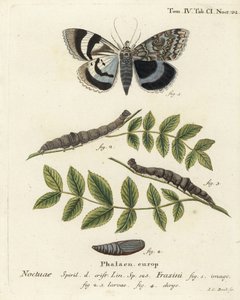 Catocala fraxini. Gravure sur cuivre coloriée à la main par Johann Carl Bock d